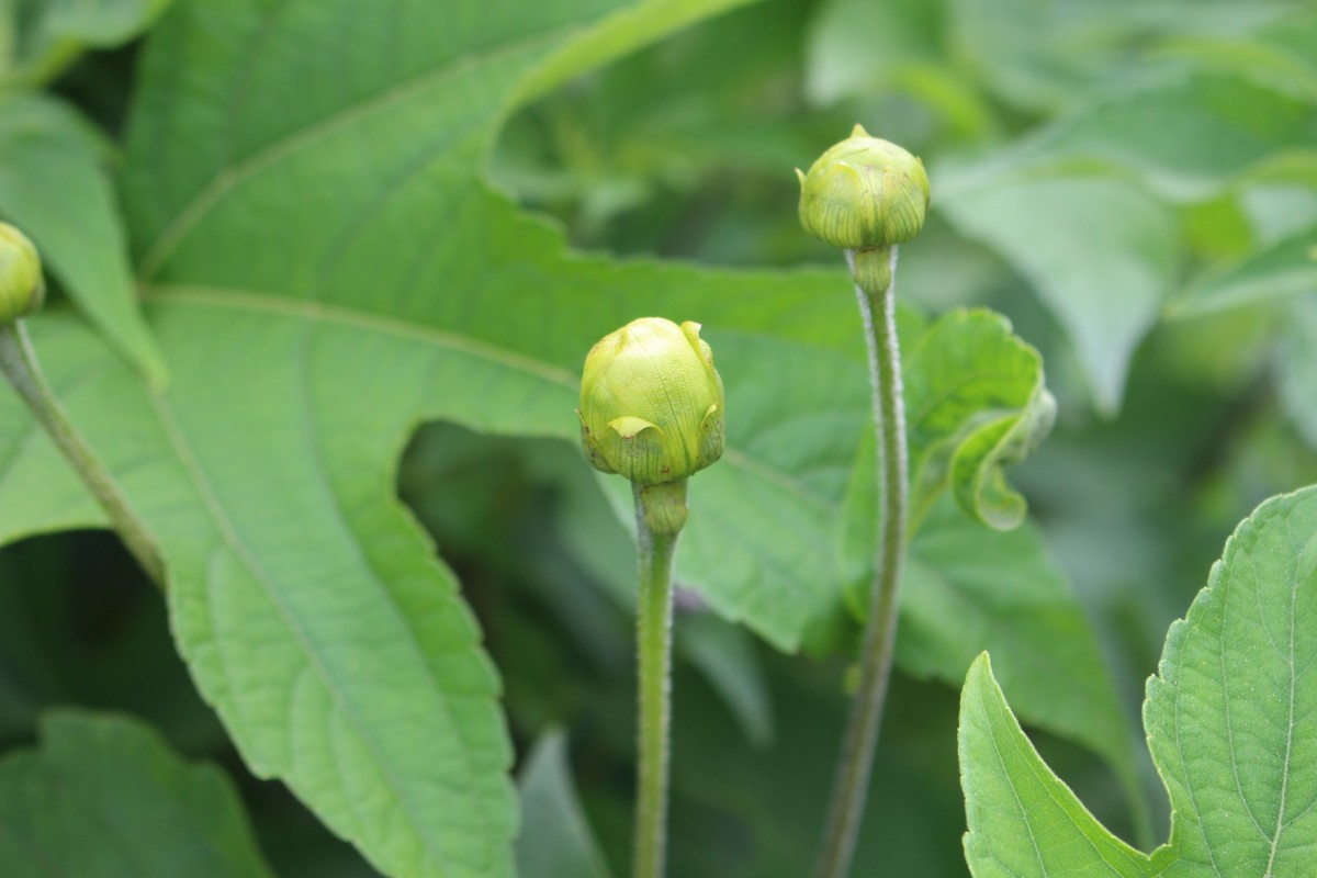 Tithonia diversifolia (Hemsl.) A.Gray